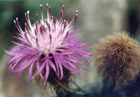Centaurea parilica